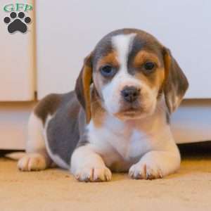 Bella, Beagle Puppy