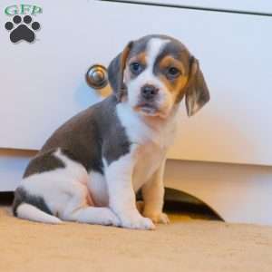 Bella, Beagle Puppy