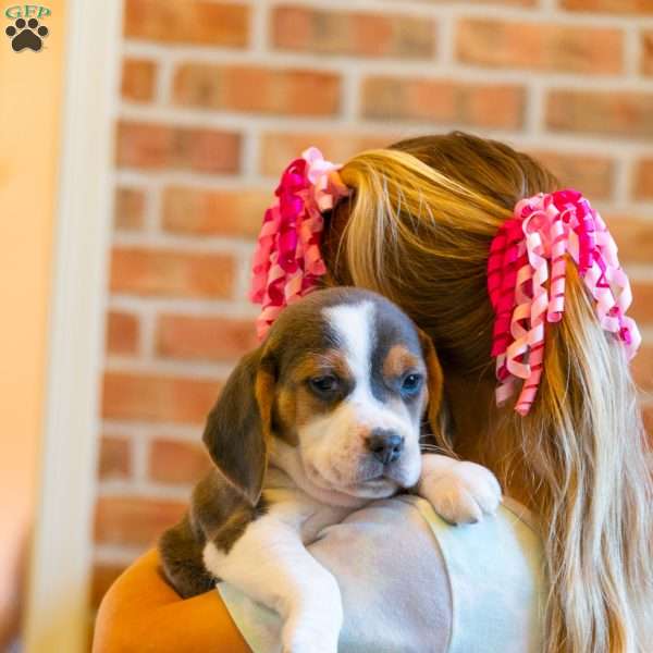 Bella, Beagle Puppy