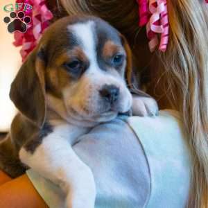 Bella, Beagle Puppy