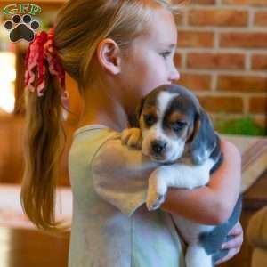 Bella, Beagle Puppy