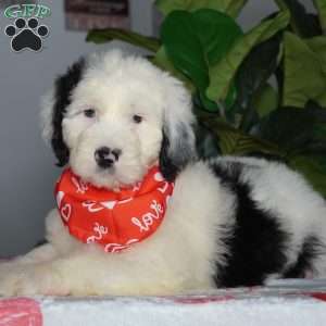 Oreo, Sheepadoodle Puppy