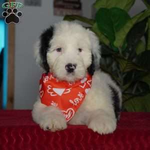 Oreo, Sheepadoodle Puppy