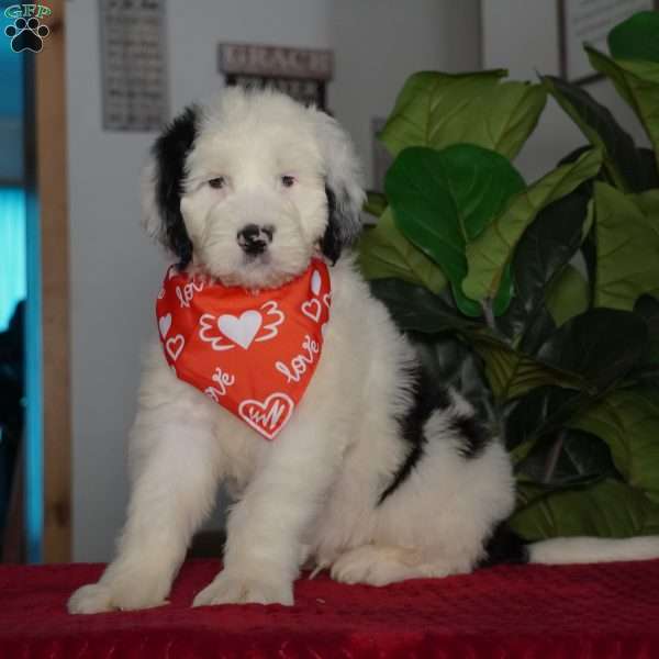 Oreo, Sheepadoodle Puppy