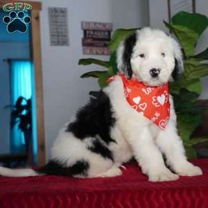 Oreo, Sheepadoodle Puppy