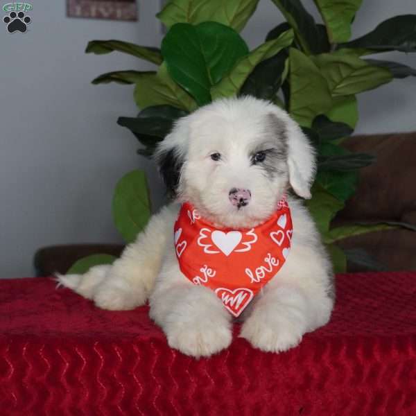 Quinn, Sheepadoodle Puppy