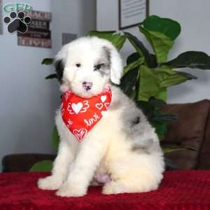 Quinn, Sheepadoodle Puppy