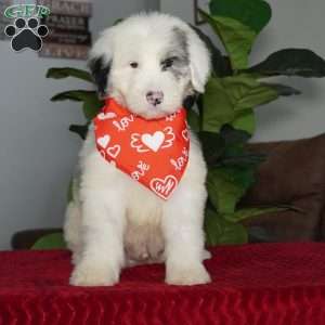 Quinn, Sheepadoodle Puppy