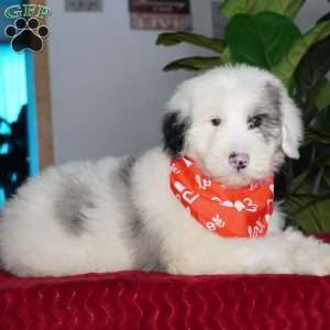 Quinn, Sheepadoodle Puppy