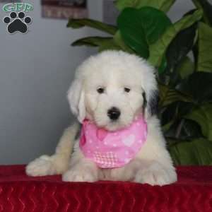 Ava, Sheepadoodle Puppy