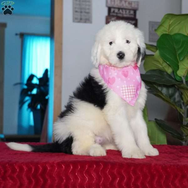 Ava, Sheepadoodle Puppy