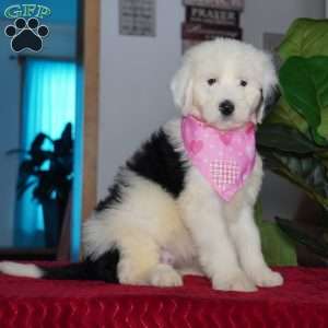 Ava, Sheepadoodle Puppy