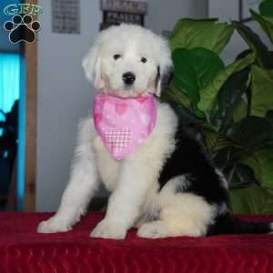 Ava, Sheepadoodle Puppy