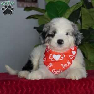 Aspen, Sheepadoodle Puppy