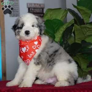 Aspen, Sheepadoodle Puppy