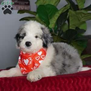 Aspen, Sheepadoodle Puppy