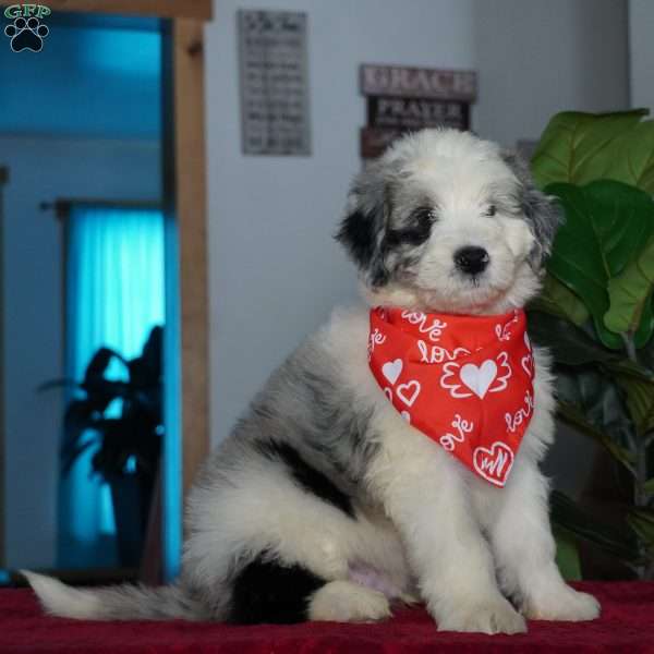 Aspen, Sheepadoodle Puppy