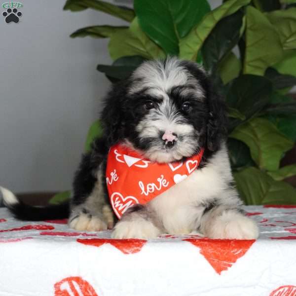 Patches, Sheepadoodle Puppy