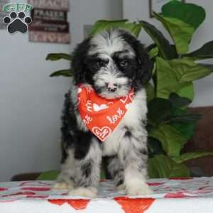 Patches, Sheepadoodle Puppy