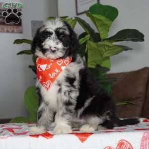 Patches, Sheepadoodle Puppy