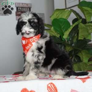 Patches, Sheepadoodle Puppy