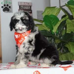 Patches, Sheepadoodle Puppy