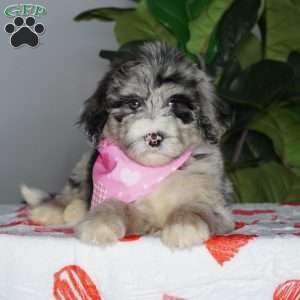 Bella, Sheepadoodle Puppy