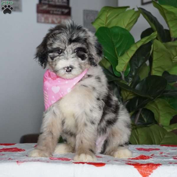 Bella, Sheepadoodle Puppy