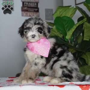 Bella, Sheepadoodle Puppy