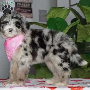 Bella, Sheepadoodle Puppy