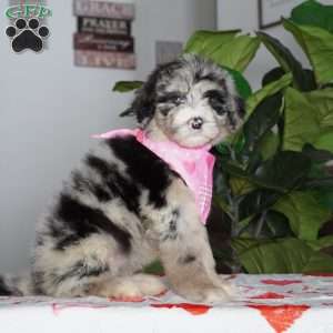 Bella, Sheepadoodle Puppy