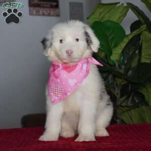 Sugar, Sheepadoodle Puppy