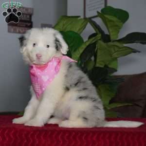 Sugar, Sheepadoodle Puppy