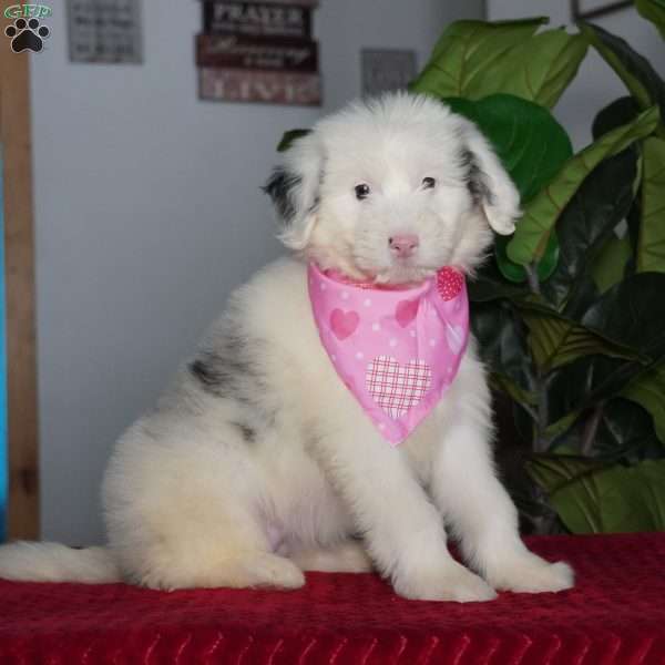 Sugar, Sheepadoodle Puppy