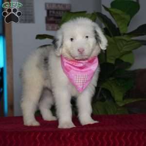 Sugar, Sheepadoodle Puppy