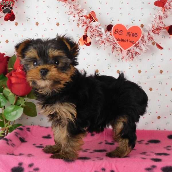 Sprinkle, Yorkie Puppy