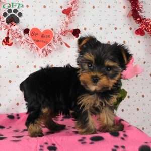 Sprinkle, Yorkie Puppy