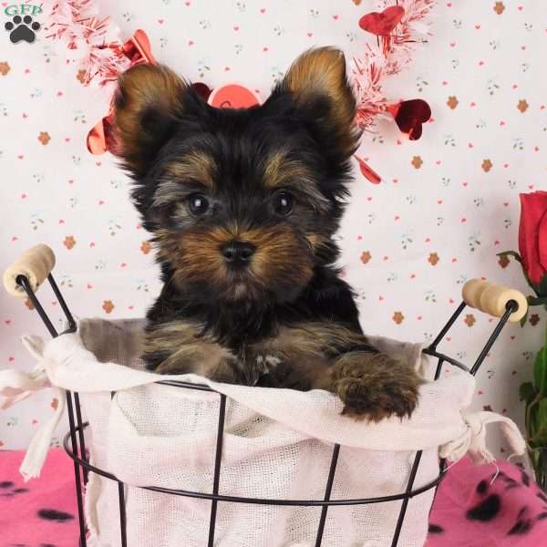 Stickers, Yorkie Puppy