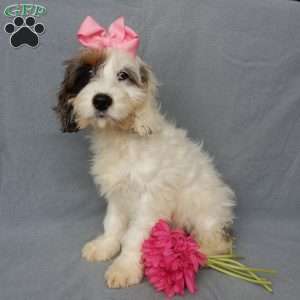 Cockapoo Puppies for Sale - Greenfield Puppies