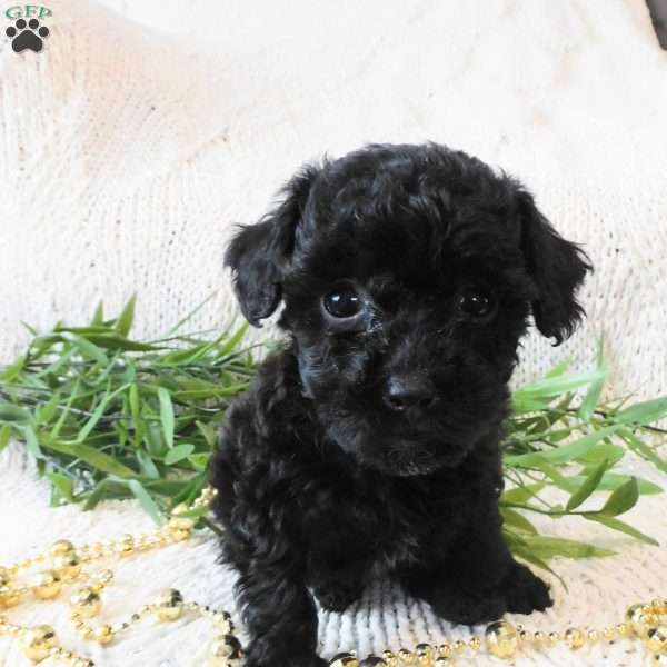 Queenie, Toy Poodle Puppy