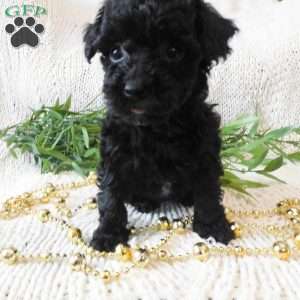 Queenie, Toy Poodle Puppy