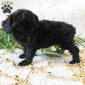 Queenie, Toy Poodle Puppy