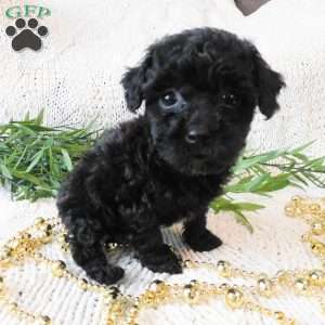 Queenie, Toy Poodle Puppy