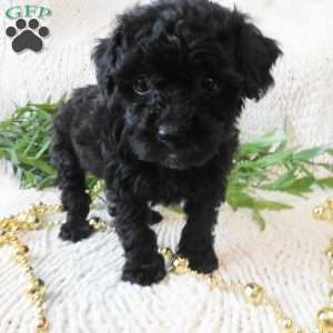 Queenie, Toy Poodle Puppy