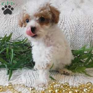 Starlight, Toy Poodle Puppy