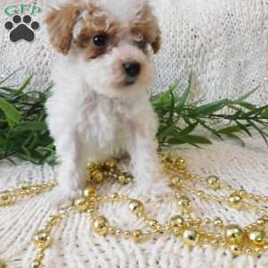 Starlight, Toy Poodle Puppy