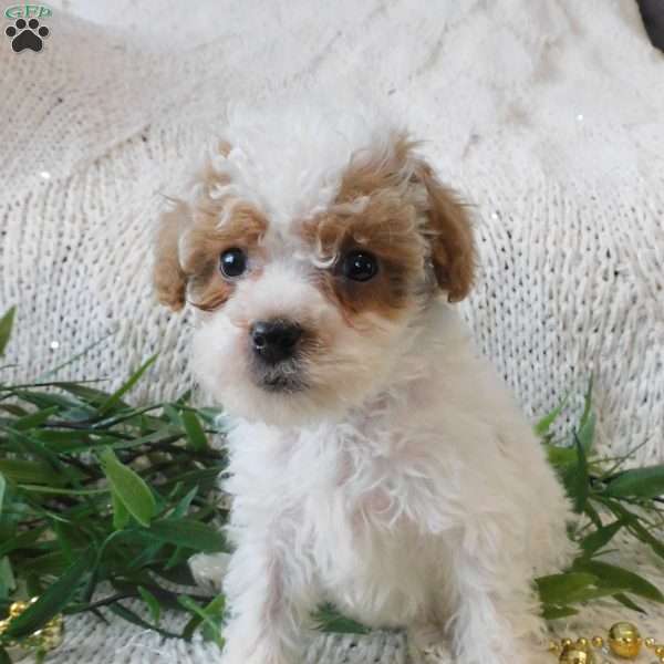 Starlight, Toy Poodle Puppy