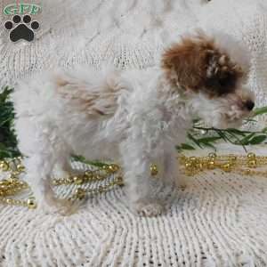 Starlight, Toy Poodle Puppy