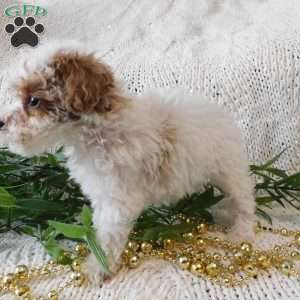 Starlight, Toy Poodle Puppy