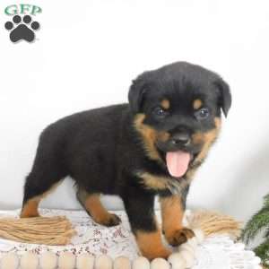 Unity, Rottweiler Puppy